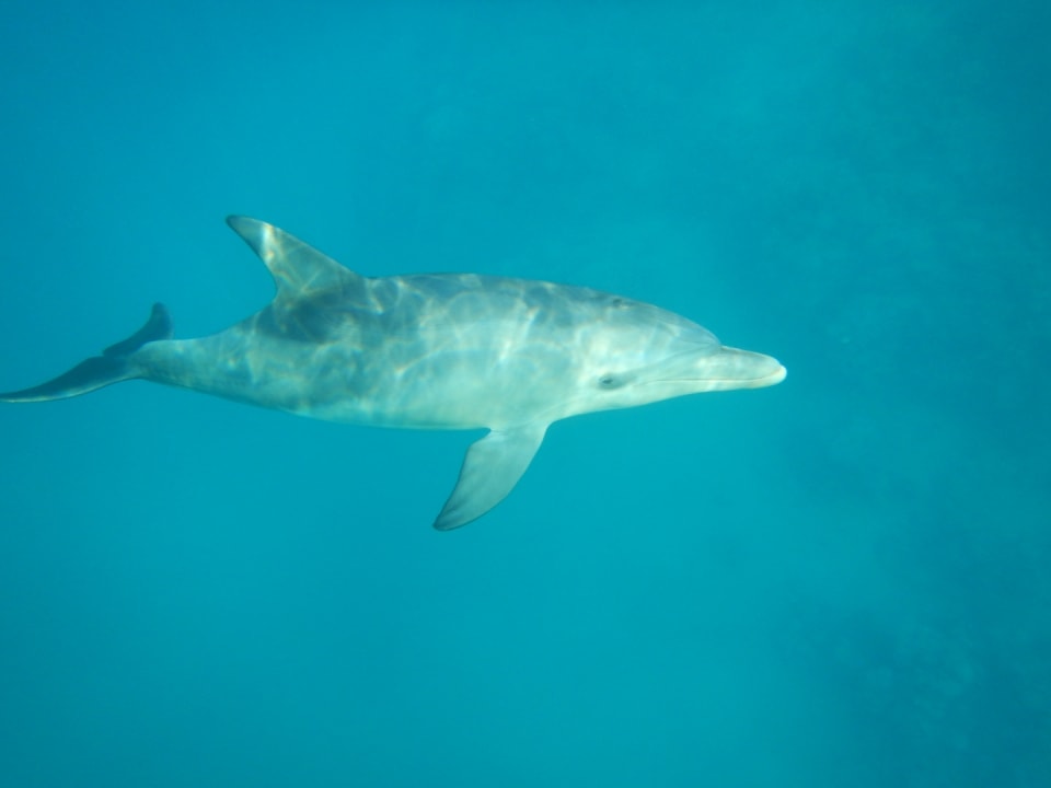 Sport & Freizeit Steigenberger Coraya Beach - Adults only