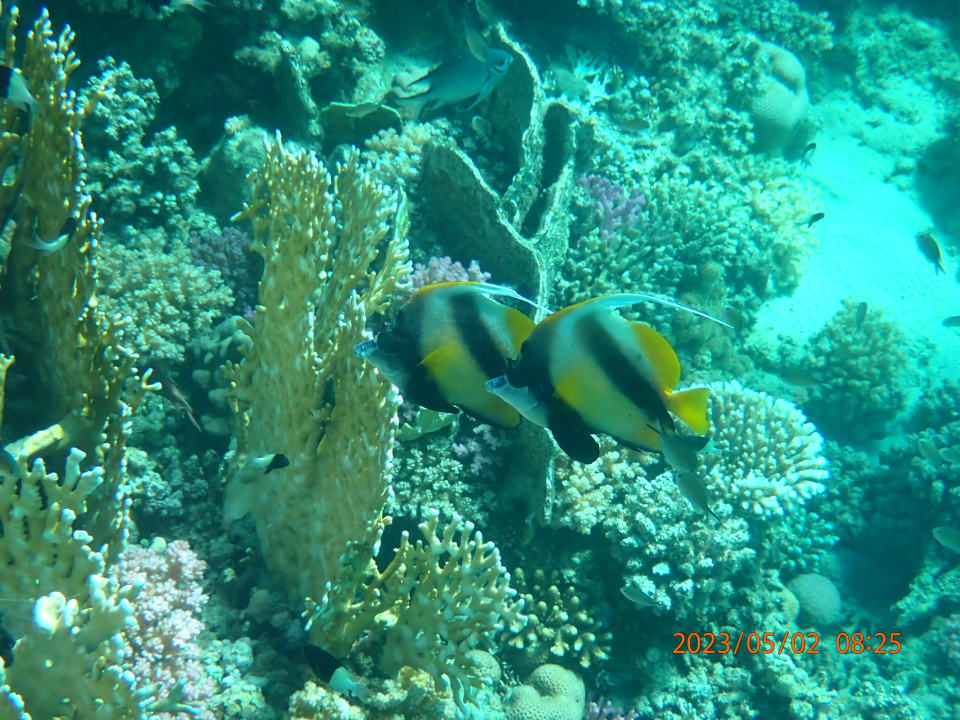 Sport & Freizeit Malikia Resort Abu Dabbab