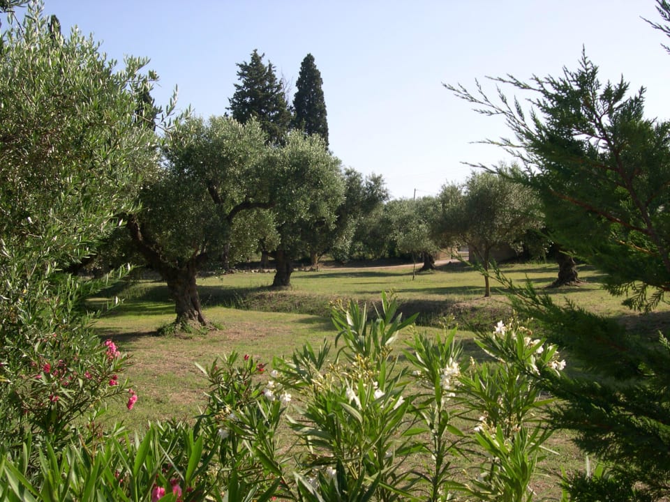 Weisser Oleander Hotel Logothetis Farm