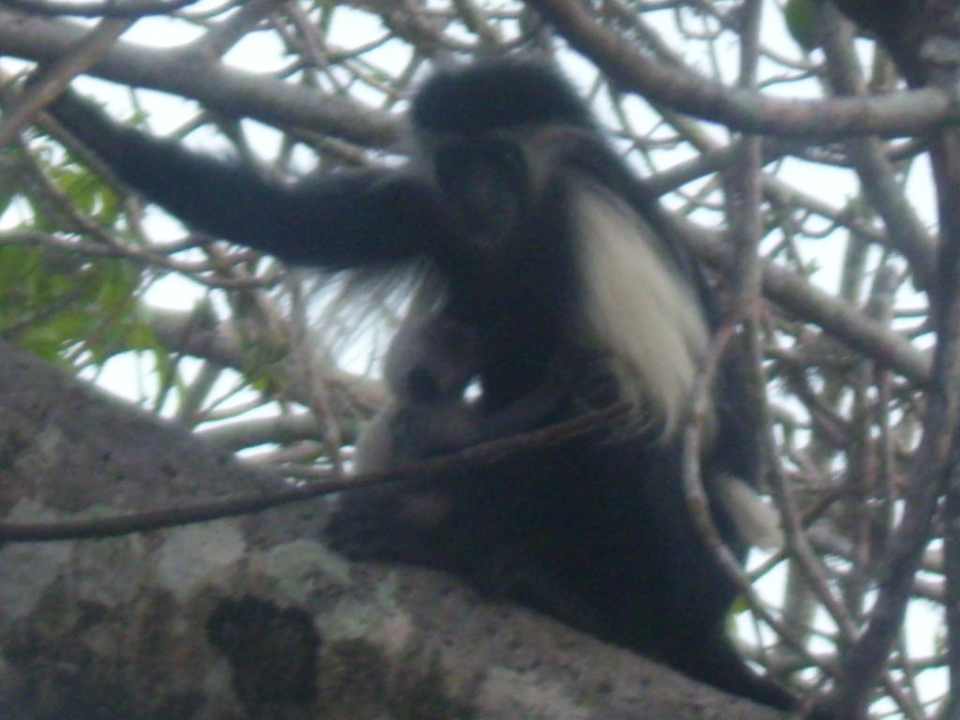 Columbusaffe Hotel Papillon Lagoon Reef