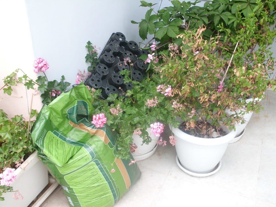 Bepflanzung auf der Frühstücksterrasse im Juni! Hotel Apollonion Palace