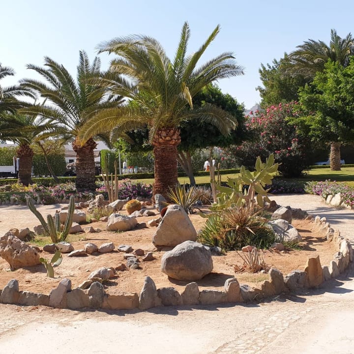 Gartenanlage Desert Rose