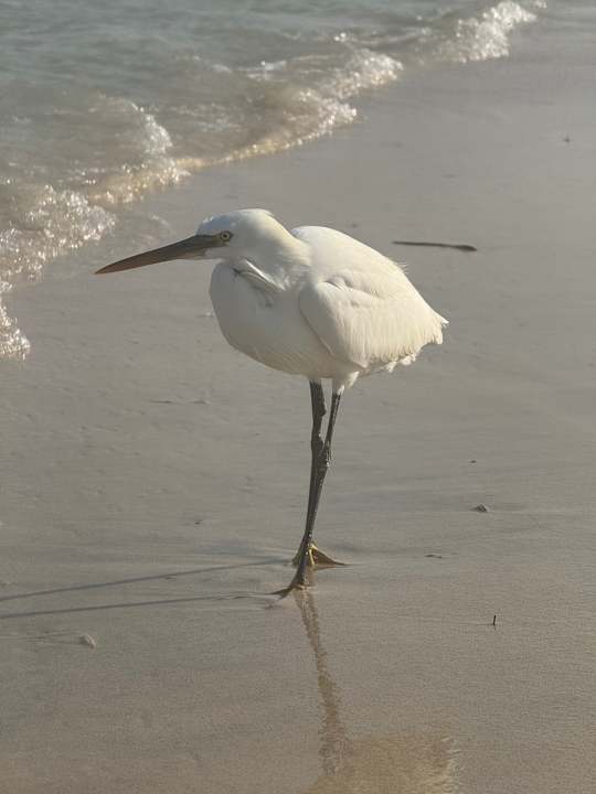 Strand Amarina Queen Resort Marsa Alam