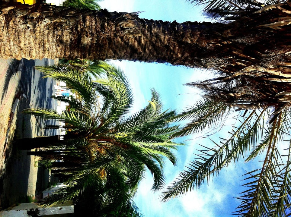 Gartenanlage Iberostar Waves Averroes