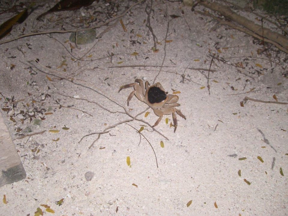 Einer von vielen Krebsen Cinnamon Dhonveli Maldives