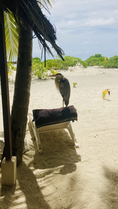 Strand Summer Island Maldives
