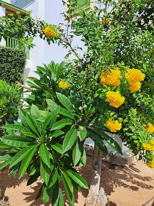Gartenanlage Kefalos Beach Holiday Village