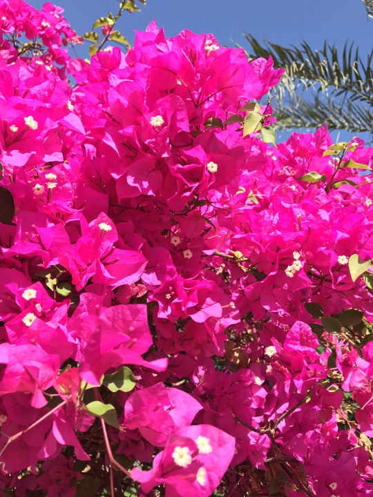 Gartenanlage Desert Rose