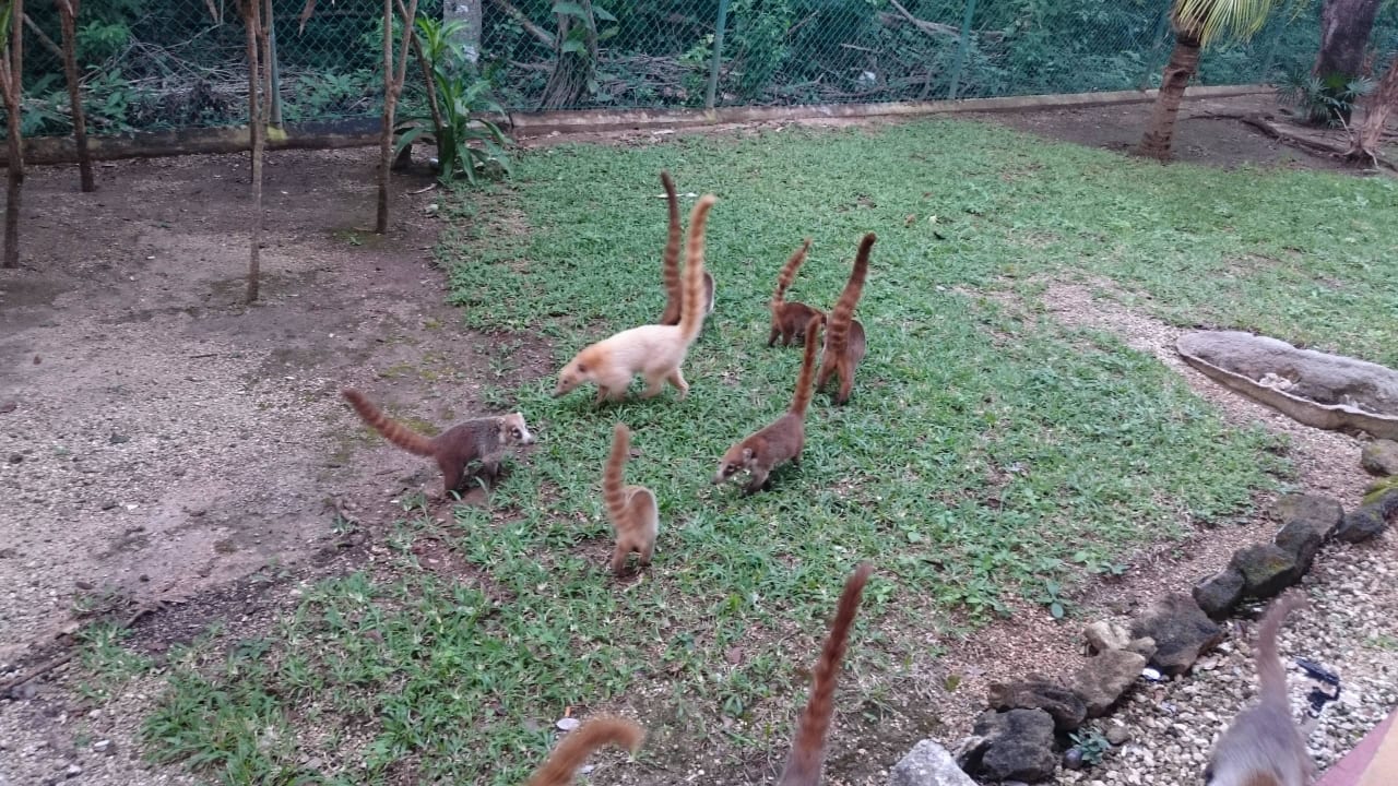 Nachbarn Hotel Riu Tequila