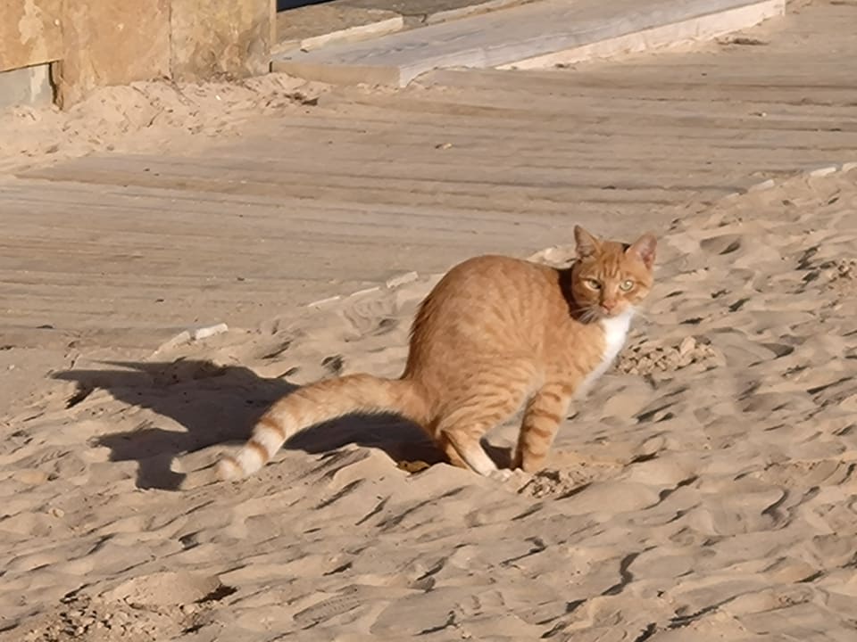 Strand Secrets Bahia Real Resort & SPA