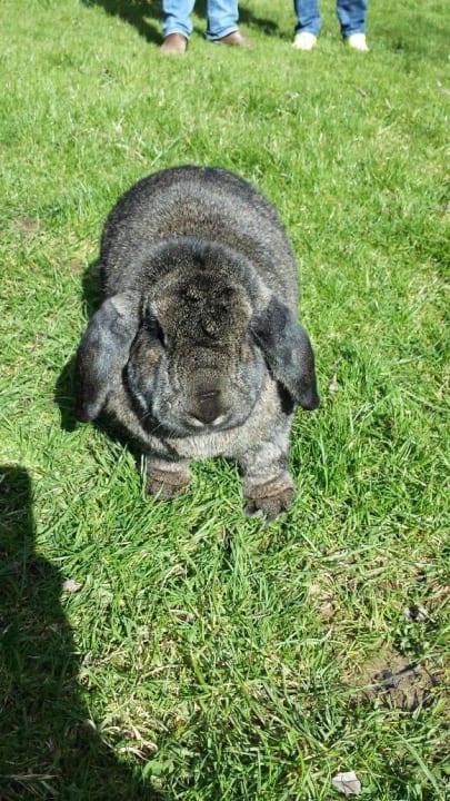 Osterhase Hotel Seeblick