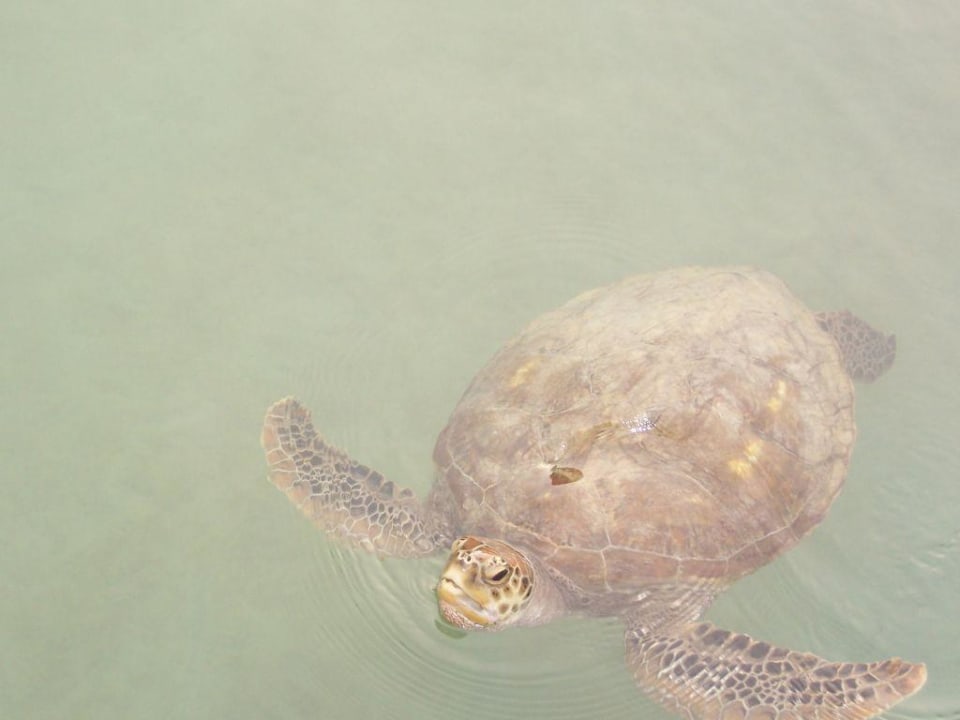 Schildkröte Jumeirah Beach Hotel
