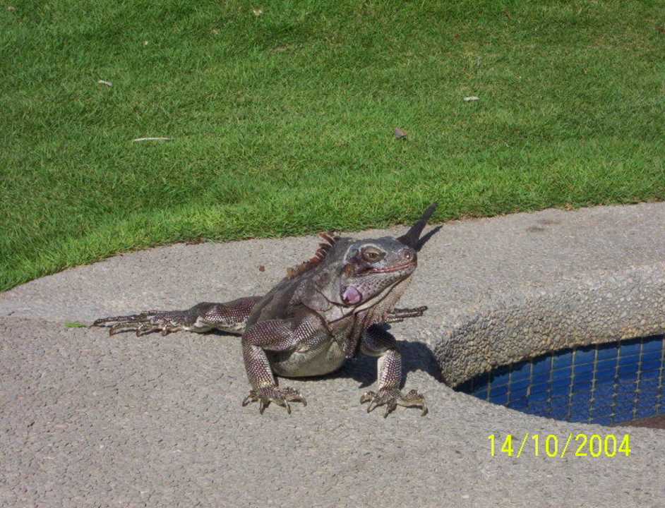 Leguan am Pool Hotel Coche Paradise Resort