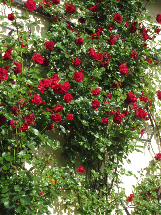 Gartenanlage Ferienbauernhof Liesenberg mit Meerblick