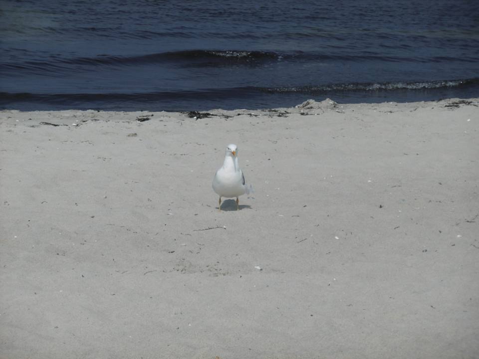 Die sind an Meschen gewöhnt Ferienwohnhung Strandschwalbe