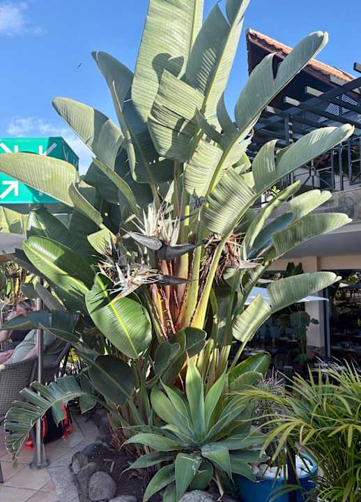 Gartenanlage allsun Hotel Esplendido