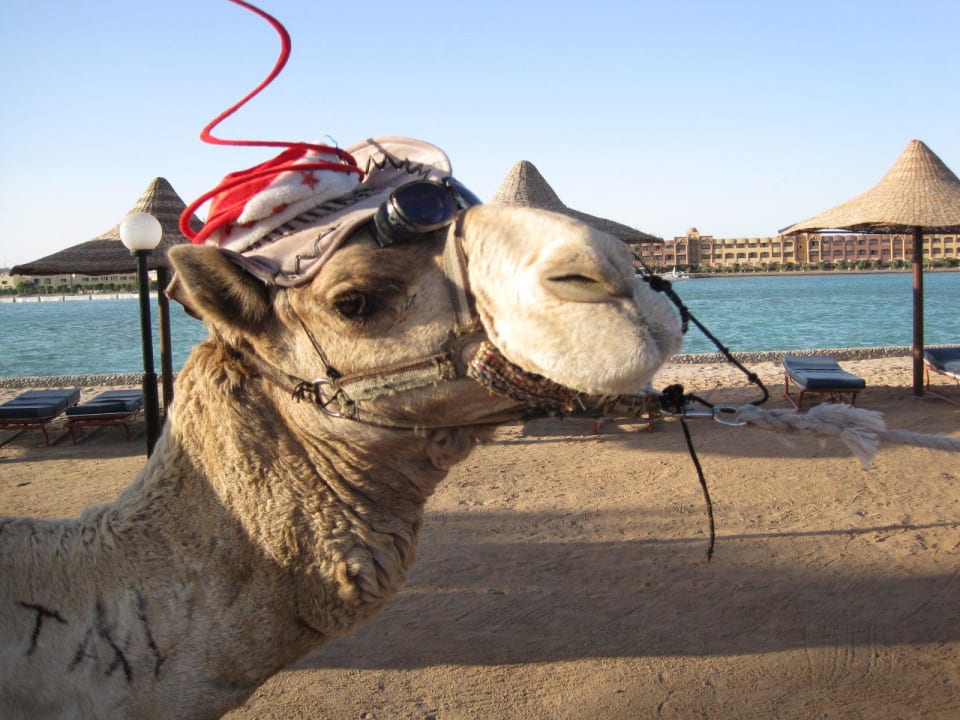 Romeo das Hotelkamel Arabia Azur Resort