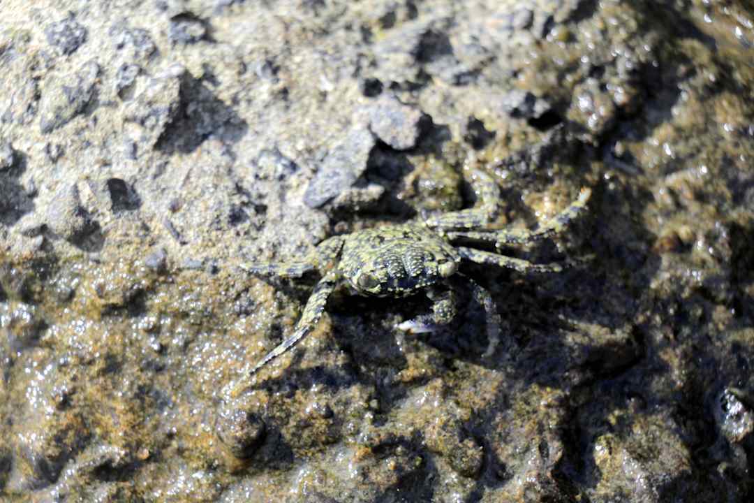 Fotos Hotelstrand/Hausriff Pickalbatros Citadel Resort