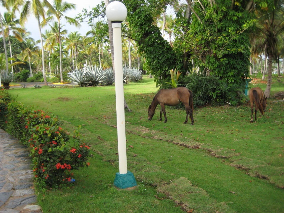 Inkl. Pferden Wyndham Alltra Samana