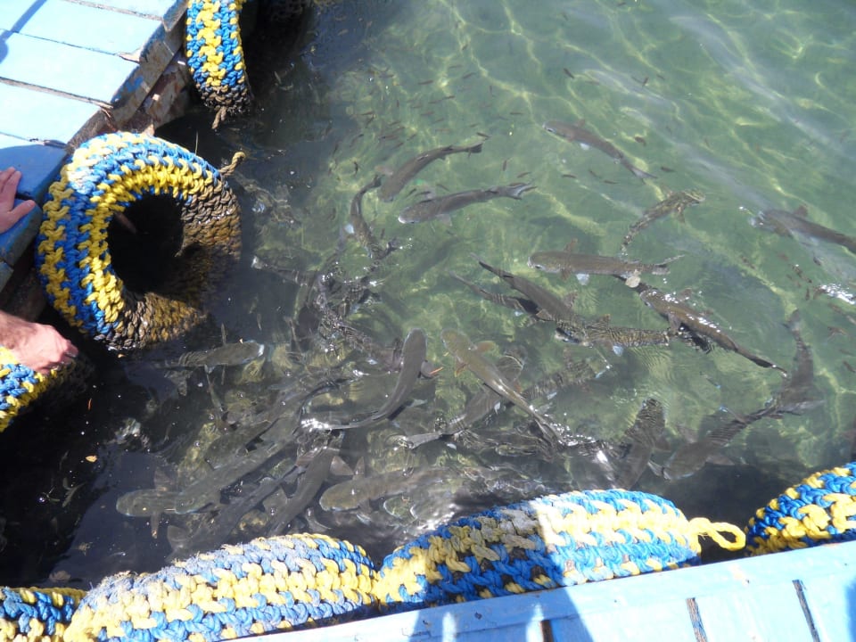 Fische in der Lagune Pickalbatros Dana Beach Resort - Hurghada