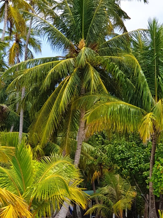 Gartenanlage Meeru Maldives Resort Island