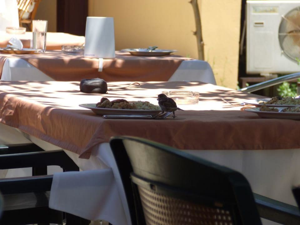 Воробышек Özlem Garden Hotel