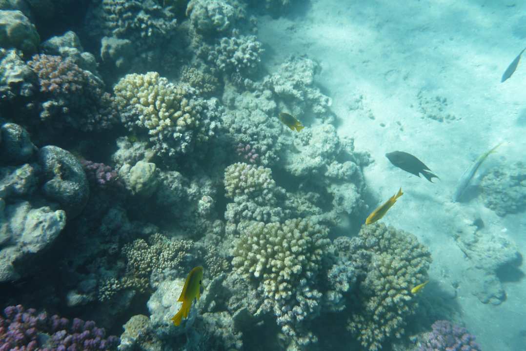 Strand Stella Garden Resort & Spa, Makadi Bay