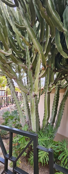 Gartenanlage allsun Hotel Esplendido