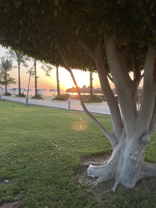 Gartenanlage Steigenberger Coraya Beach - Adults only