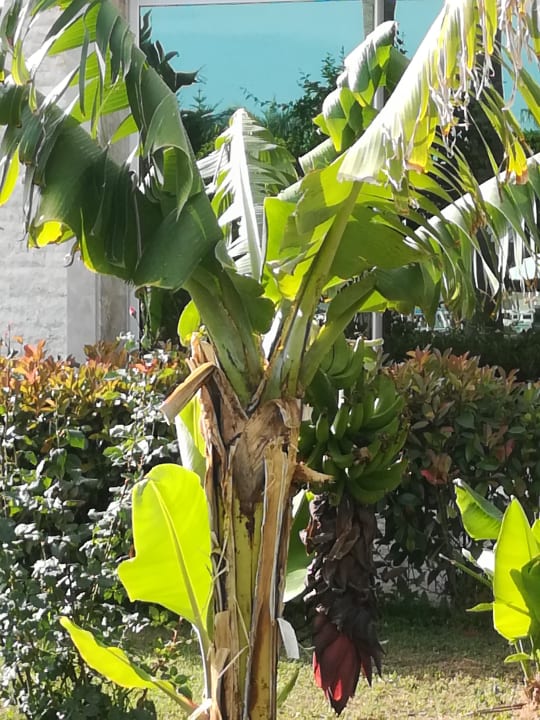 Bananen Saphir Resort & Spa