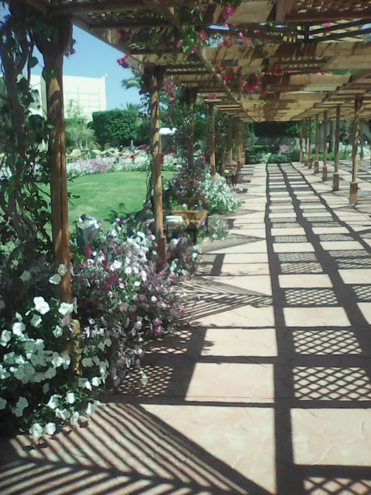 Gartenanlage Desert Rose