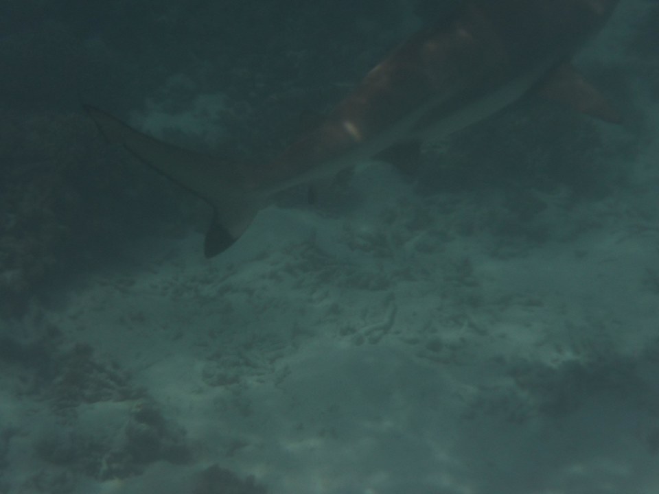 Haie Kuramathi Maldives