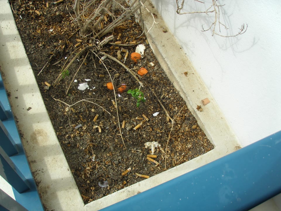 Blumentopf neben Zimmertür Hotel THB Tropical Island