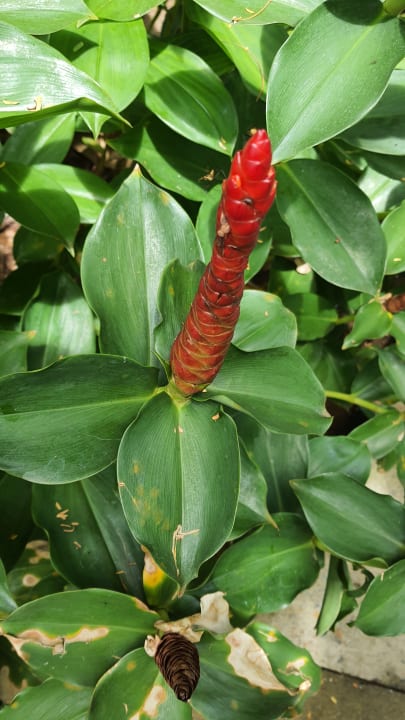 Gartenanlage SAii Koh Samui Villas (adult only 12+)