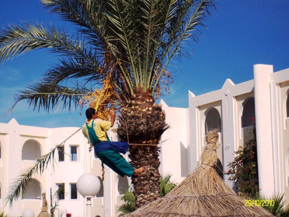 Palmenpflege Calimera Yati Beach