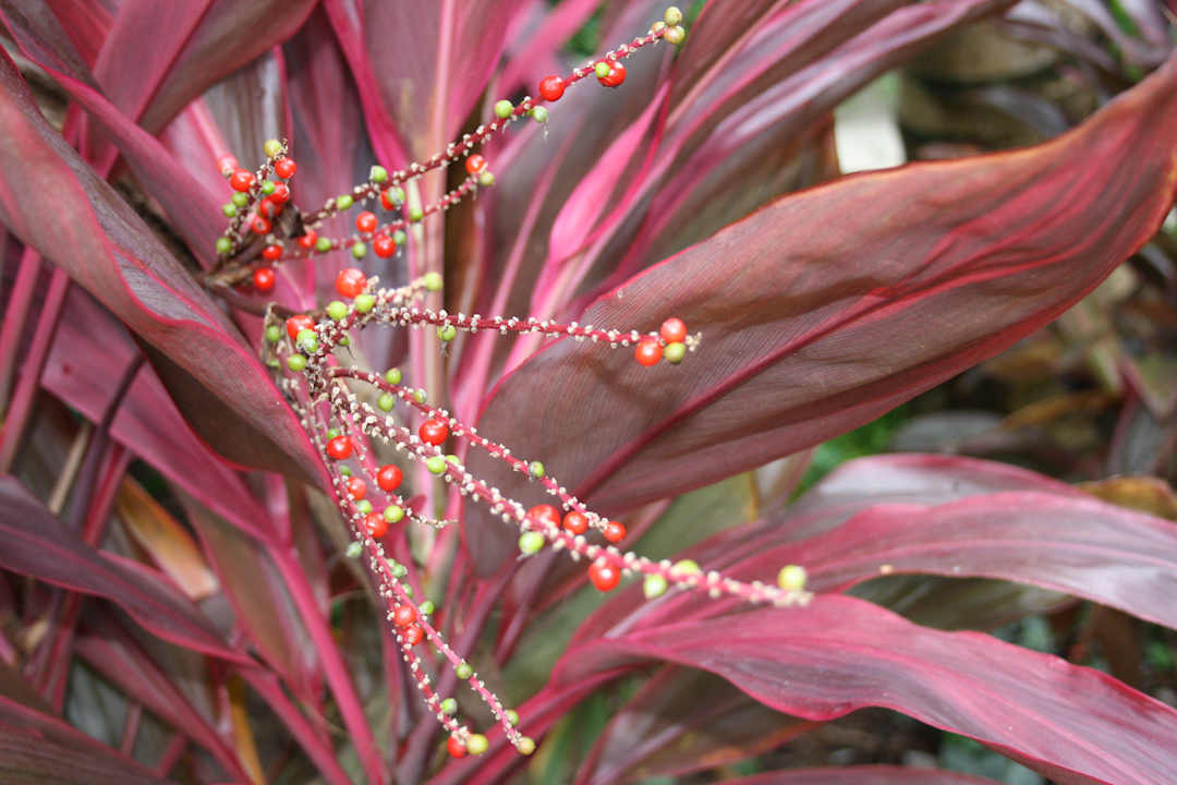 Die Flora von Kuramathi Kuramathi Maldives