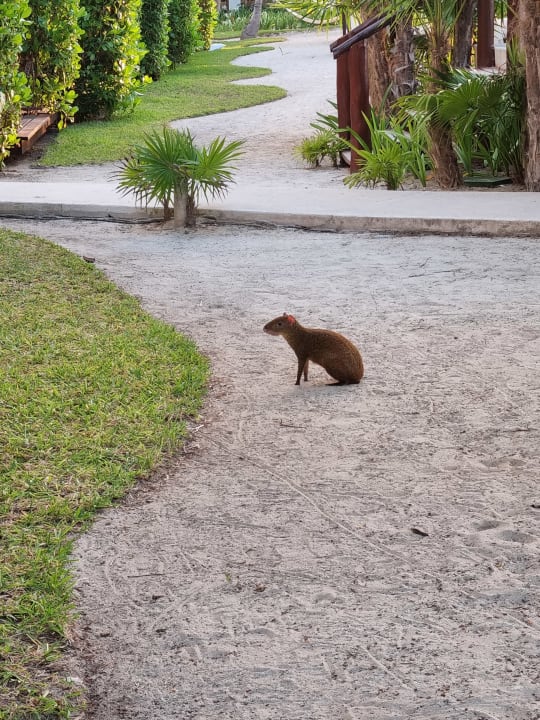 Gartenanlage Akumal Bay Beach & Wellness Resort