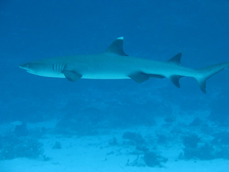 Weißspitzenriffhai Summer Island Maldives