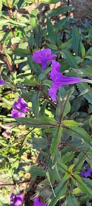 Gartenanlage Lazuli Hotel Marsa Alam