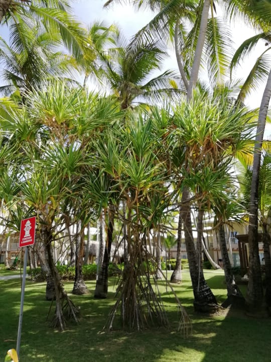 Gartenanlage Grand Palladium Punta Cana Resort & Spa