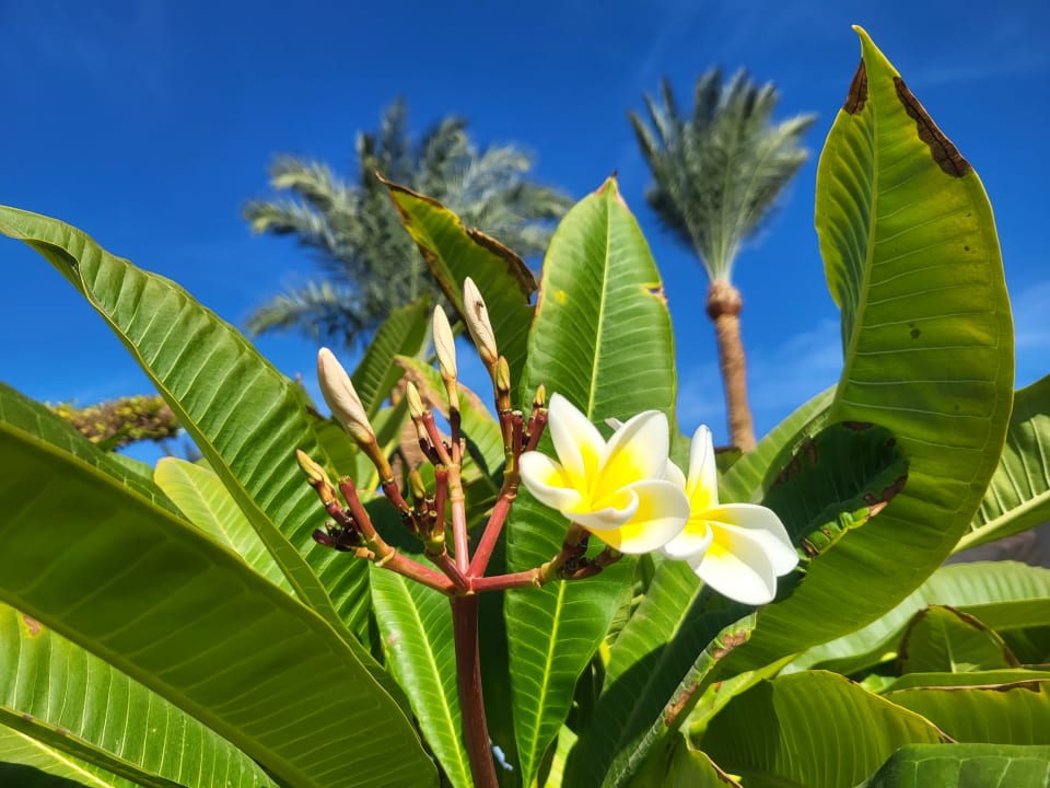 Gartenanlage Jaz Makadi Oasis Resort