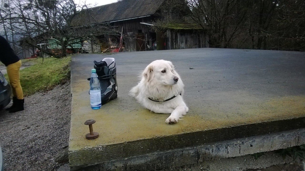 Bella Haushund Chalet Forstbauer