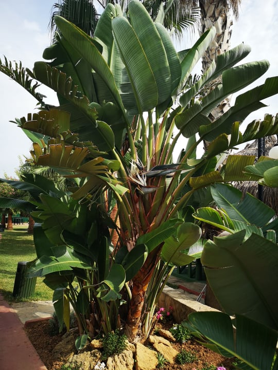 Gartenanlage Oz Hotels Incekum Beach