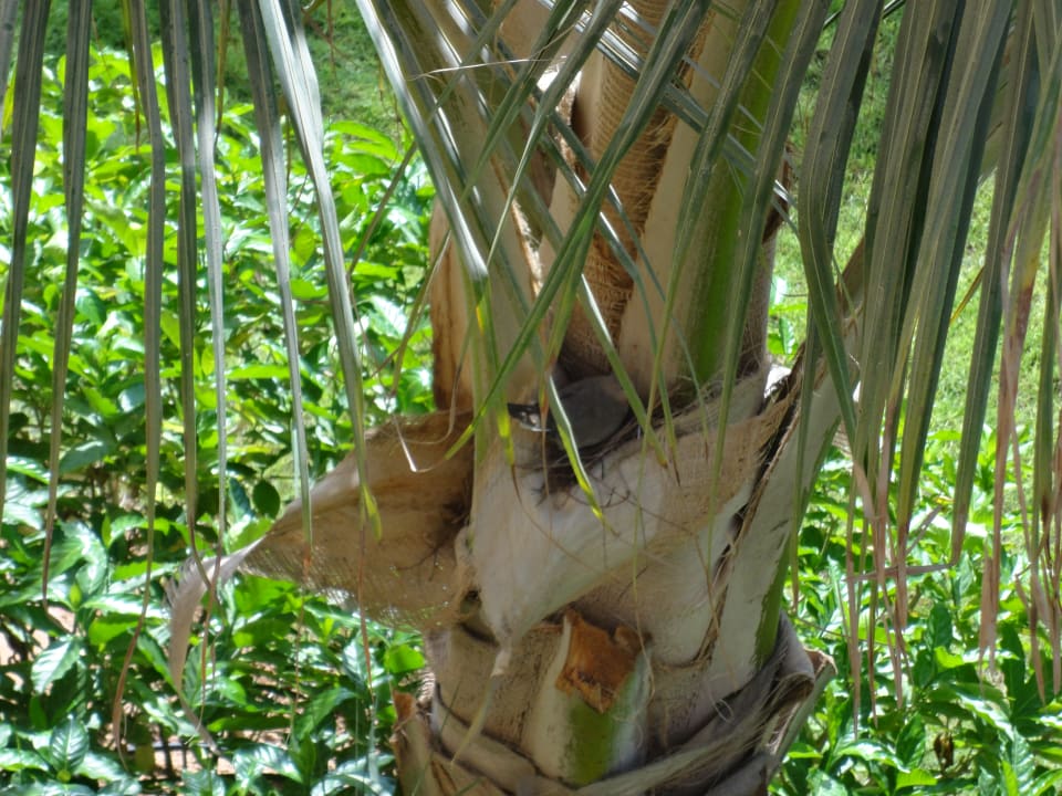 Gartenanlage DoubleTree by Hilton Resort & Spa Marjan Island