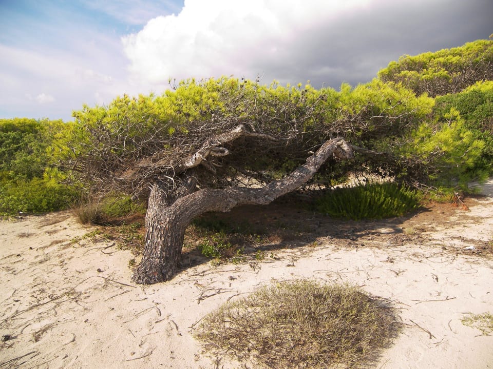 Stärker als der Wind Vivosa Apulia Resort