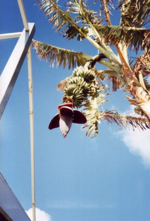 Bananenpflanze im Garten TUI BLUE Pioneer Beach