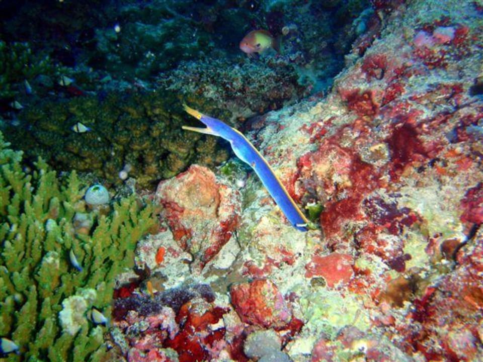 Bob, die Geistermuräne Veligandu Maldives Resort Island