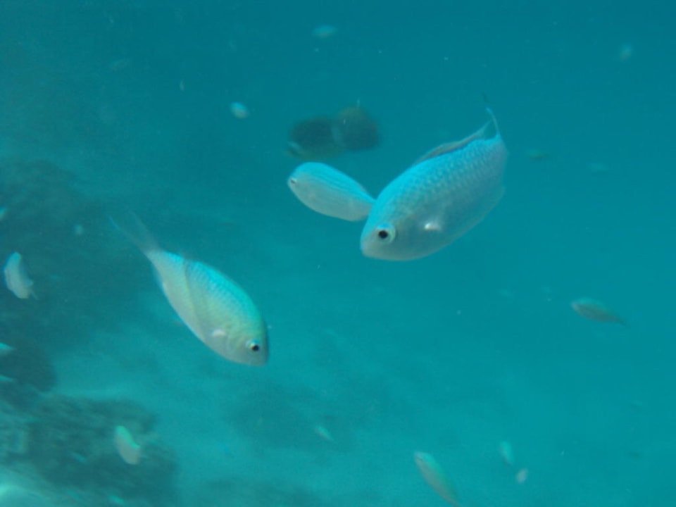 Kleine, blaue Fische Cinnamon Dhonveli Maldives