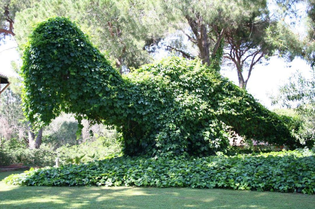 Dinobaum in der schönen Gartenanlage Asteria Family Belek