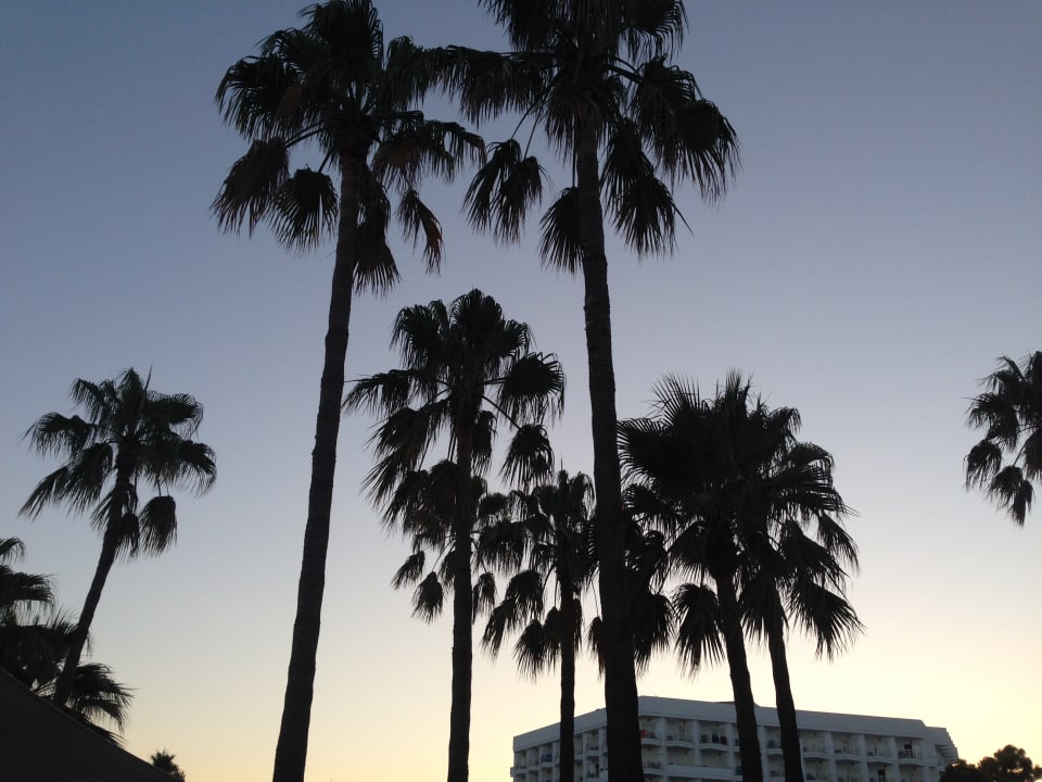 Ausblick Hipotels Cala Millor Park